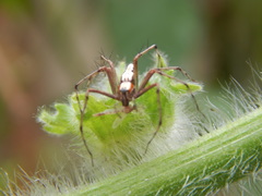 Oxyopes shweta