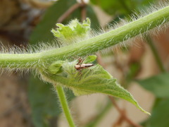 Oxyopes shweta
