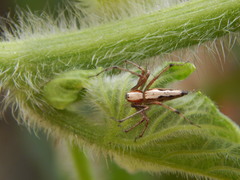 Oxyopes shweta