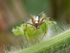 Oxyopes shweta