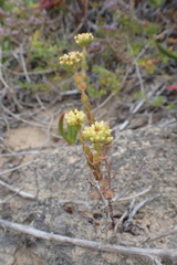 Crassula subulata fastigiata
