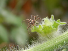 Oxyopes shweta