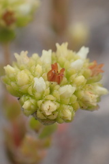 Crassula subulata fastigiata