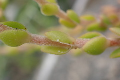 Crassula subulata fastigiata