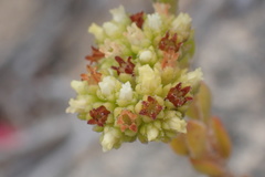 Crassula subulata fastigiata