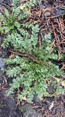 Capsella bursa-pastoris