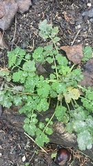 Chelidonium majus