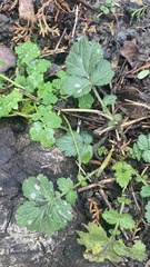 Geum urbanum