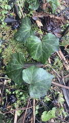 Hedera helix
