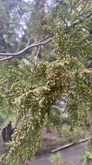 Platycladus orientalis