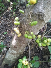 Ficus congesta