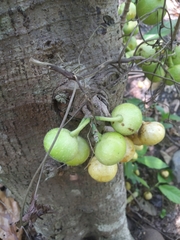 Ficus congesta