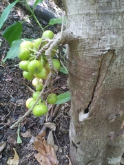 Ficus congesta