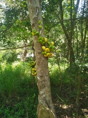 Ficus congesta