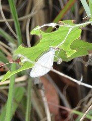 Eurema agave