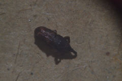 Sitophilus oryzae