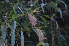 Saccharum longisetosum