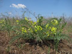 Astragalus longipetalus