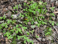 Ranunculus colonorum