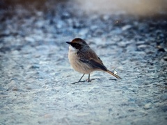 Saxicola maurus