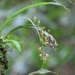 Liparis bootanensis - Photo (c) benny-lin, algunos derechos reservados (CC BY-NC)