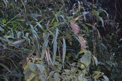 Saccharum longisetosum
