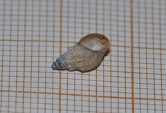 Tarebia granifera