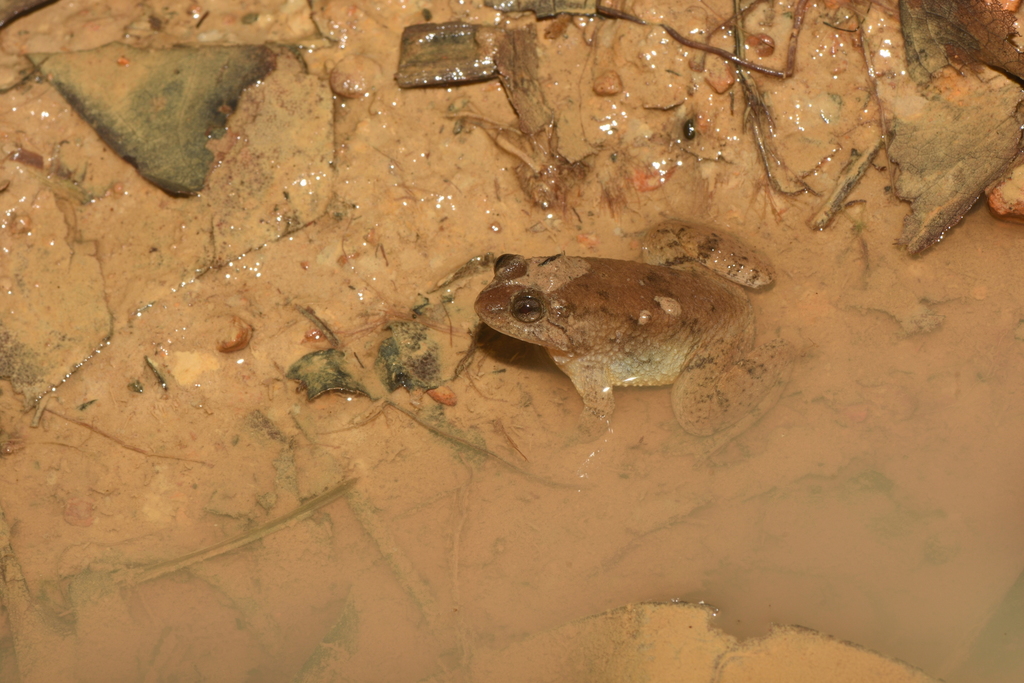 Common Puddle Frog/Yellow Bellied Puddle Frog (Occidozyga laevis)