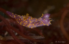 Polycera janjukia