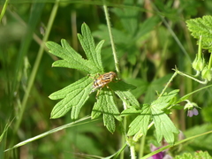 Eristalinus punctulatus