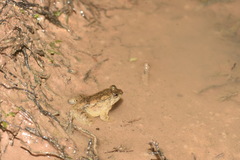 Occidozyga
