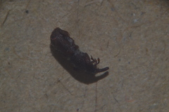 Sitophilus oryzae