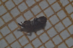 Sitophilus oryzae