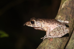Pulchrana