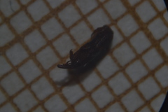 Sitophilus oryzae