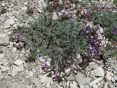 Astragalus subuliformis
