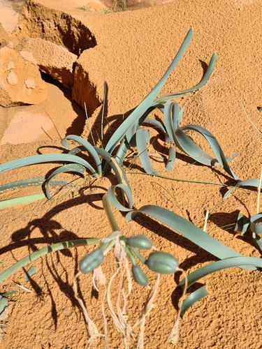 Image of Pancratium sickenbergeri by (c) Jacek Pietruszewski, some rights reserved (CC BY)