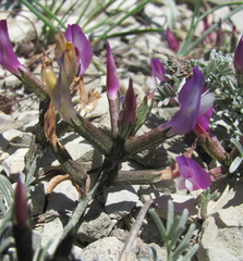 Astragalus subuliformis