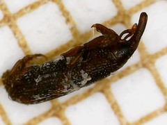 Sitophilus oryzae