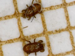 Pergamasus