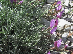 Astragalus subuliformis