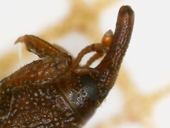 Sitophilus oryzae