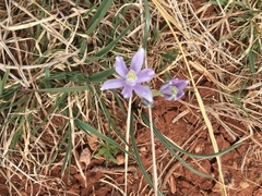 Androstephium coeruleum