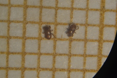 Pergamasus