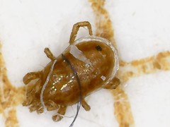 Pergamasus