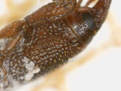 Sitophilus oryzae