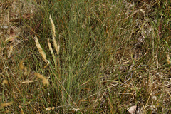 Poa morrisii