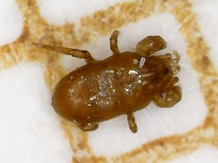 Pergamasus