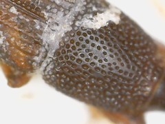 Sitophilus oryzae