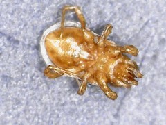 Pergamasus